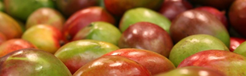 Mangue : saison, calendrier et culture de la mangue